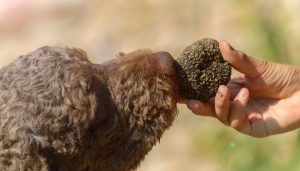 cane da tartufo
