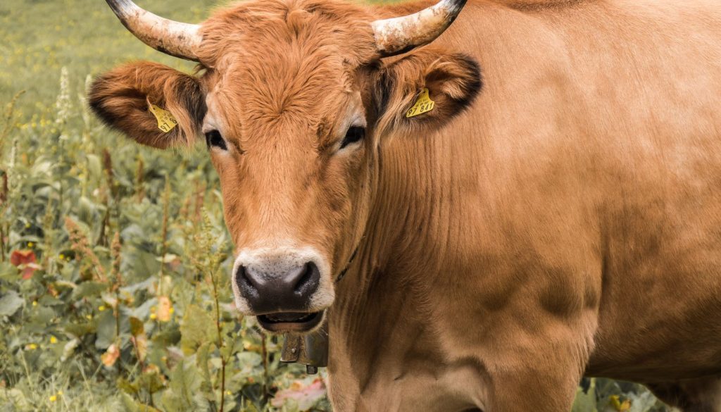 mucca