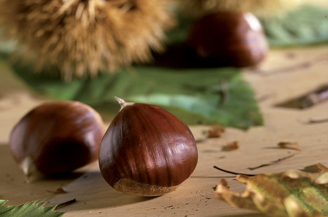 castagne