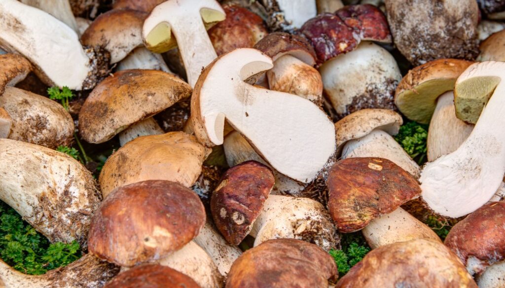 funghi